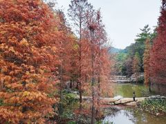 -云溪植物园
