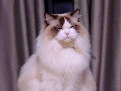 -小猫来了·猫舍(红山六九七九店)