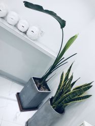 -紫御国际抗衰ZOE ANTI AGING