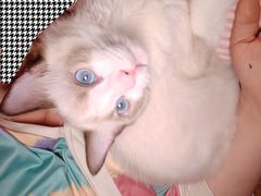 -汪喵宠物医院·骨科心脏影像·犬猫急重症ICU诊疗中心(成华分院)