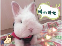 -宠物兔专门店(天丰利市场店)