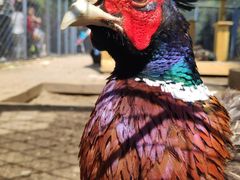 -长白岛森林公园