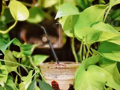 -Seesaw Coffee(环贸iapm店)