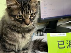 -瑞鹏宠物医院犬猫全科(真大分院)