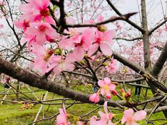 -天适樱花悠乐园