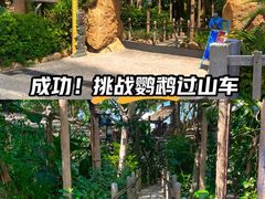 -鹦鹉过山车