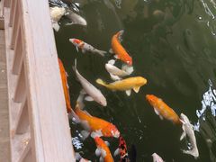 -南宫五洲植物乐园