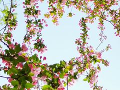 -海棠花溪(元大都城垣遗址公园)