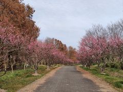 -上海海湾国家森林公园