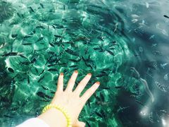 -东姑阿都拉曼海洋公园