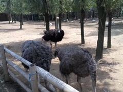 -大连森林动物园