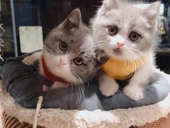 -小尾巴宠物店(万科·金域华庭店)