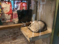 -猫咪博物馆(顶澳仔猫街店)