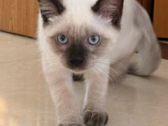 -安安宠医宠物医院·异宠·犬猫内科(岳阳分院)