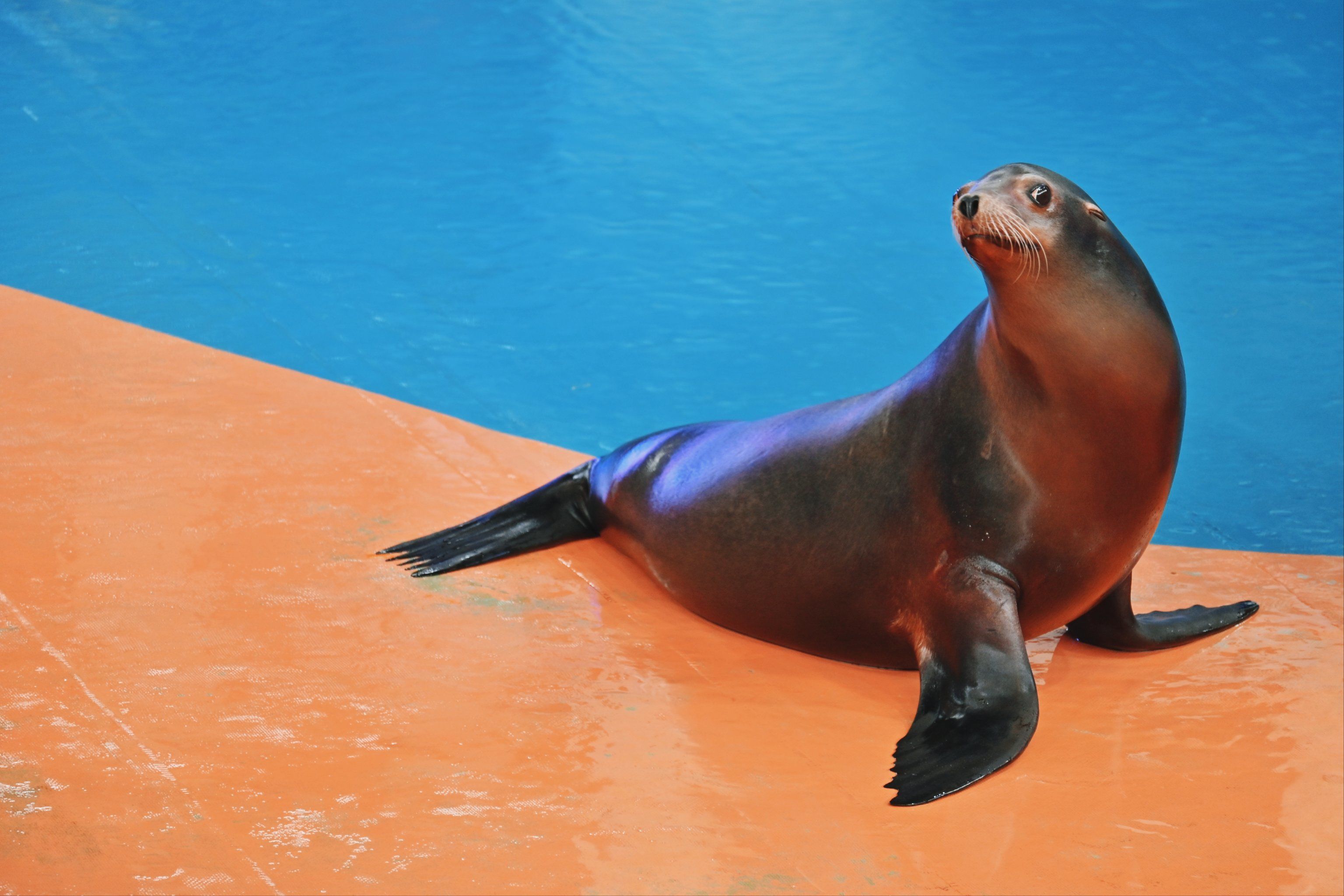 海狮:我猜你没我会眼戏!