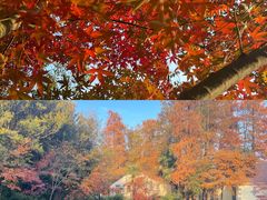 -上海共青森林公园