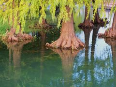 -贡湖湾湿地公园