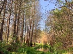 -溱湖国家湿地公园