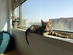 -纳吉亚猫专科动物诊疗中心(蒋宅口分院)
