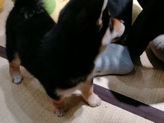 -逗柴咖啡屋·狗咖猫咖宠物桌游