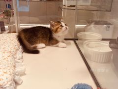 -babydoll猫舍·米努特·德文·缅因(久光中心店)