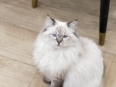 -安格丽娜·狗咖·猫咖羊驼咖(春熙路百盛商场店)
