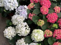 -秦美花卉(天朗·莱茵小城2期店)