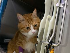 -艾贝尔宠物医院·24H转诊中心·肿瘤猫专科(江宁双龙店)