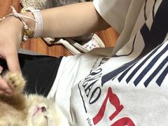 -楼上猫咖(罗湖店)