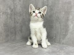-小猫来了·猫舍(红山六九七九店)