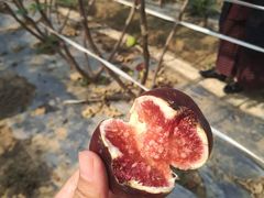 -武汉世外桃源农庄