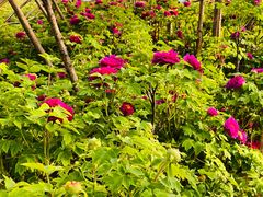 -洛阳市隋唐城遗址植物园