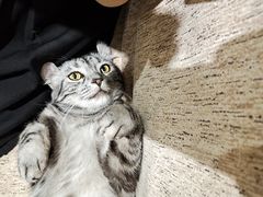 -藏猫猫咖啡主题馆(中央大道店)