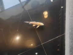-渝乡辣婆婆·川菜 水煮鱼(安平店)