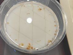 杏仁豆腐-牛姥姥牛奶酪