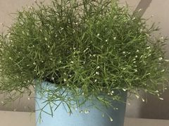 -三圣花乡旅游区