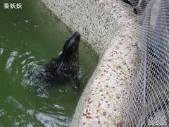 海豹-绿色时代大酒店