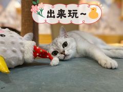 -滚猫咖啡·猫咖·猫友好撸猫(未来城店)