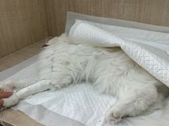 -北京观赏动物医院·24小时大型综合·猫专科·异宠专科