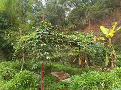 -南宁良凤江国家森林公园