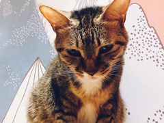 -滚猫咖啡·猫咖·猫友好撸猫(未来城店)
