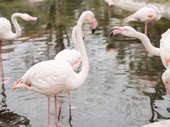 -灵玲国际马戏城