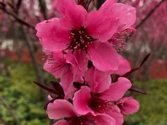 -上海市龙华烈士陵园