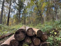 -五营红松林海景区