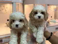 -翊宠yipet猫狗购宠庄园犬舍•猫舍