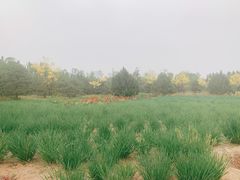 -东郊湿地公园