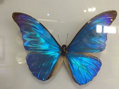 -上海昆虫博物馆