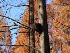 -黄海国家森林公园