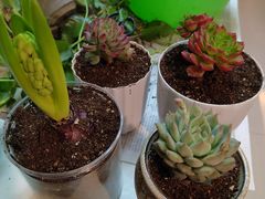 -花鸟鱼虫鲜花绿植市场(玉泉路店)