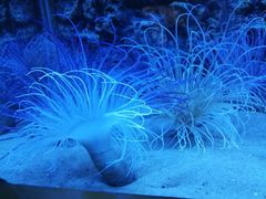 -北戴河圣蓝海洋公园